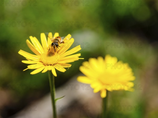 Hoverfly dung bee (Eristalis tenax) on the ox-eye daisy (Buphthalmum salicifolium), Jenner, Berchtesgaden National Park, Schönau am Königssee, Berchtesgadener Land, Upper Bavaria, Bavaria, Germany