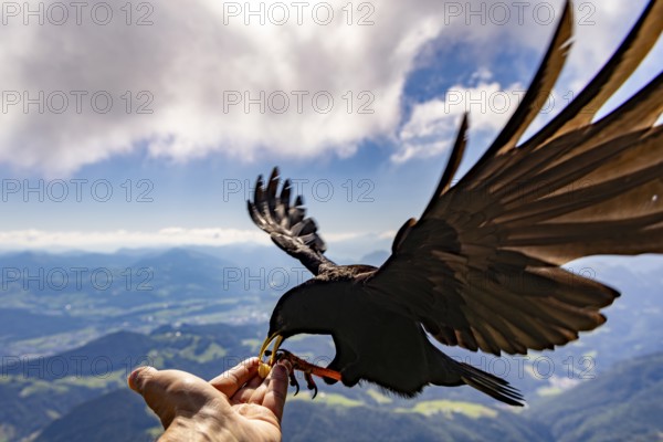 Alpine chough (Pyrrhocorax graculus) takes food from the hand of a mountaineer, Untersberg, Berchtesgadener Alpten, Berchtesgaden, Berchtesgadener Land, Upper Bavaria, Bavaria, Germany