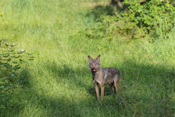 A gray wolf (Canis lupus lupus) stands in a clearing in a green meadow on a sunny day