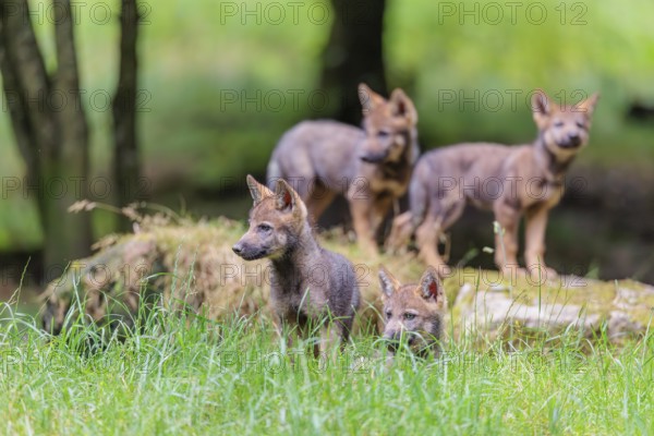 Four gray wolf pups (Canis lupus lupus) stand on, or next to a rock on a small hill at the edge of the forest and observe the other members of the pack