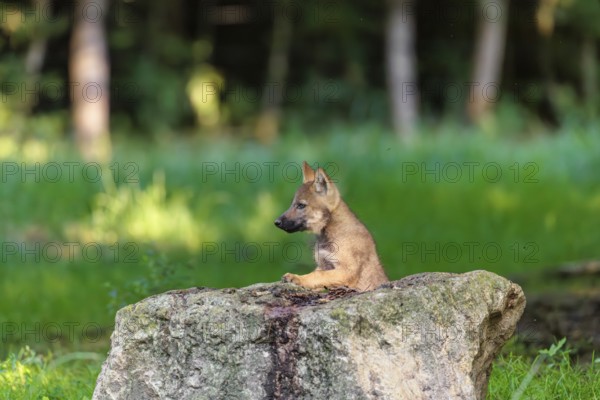 A gray wolf pup (Canis lupus lupus) stands on a small hill at the edge of the forest and observes the other members of the pack. A second pup passes behind him