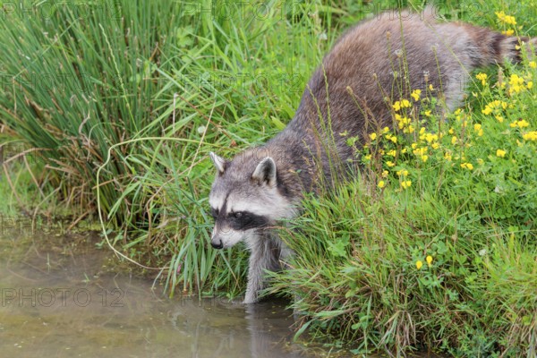 An adult raccoon (Procyon lotor) searches for food in the shallow water of a stream surrounded by dense riparian vegetation