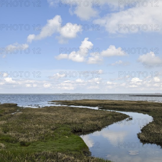 Salt marshes on the North Sea, North Sea coast, dyke foreland between Duhnen, Sahlenburg and Arensch, valuable nature reserve, important bird breeding area, bird sanctuary, habitat of numerous endangered coastal plants, Wadden Sea of Lower Saxony, Northern Germany, Cuxhaven, Duhnen, Sahlenburg, Lower Saxony, Germany, Western Europe