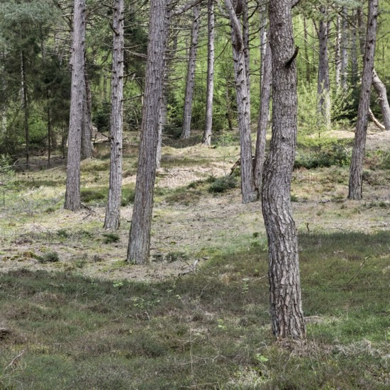 Dune pine forest... Wernerwald (Cuxhaven-Duhnen), black pines (Pinus nigra), typical forest form on nutrient-poor, sandy soils, only forest on the German North Sea coast in direct transition to the Wadden Sea, native nature, Cuxhaven, Duhnen, Sahlenburg, Lower Saxony, Germany, Western Europe