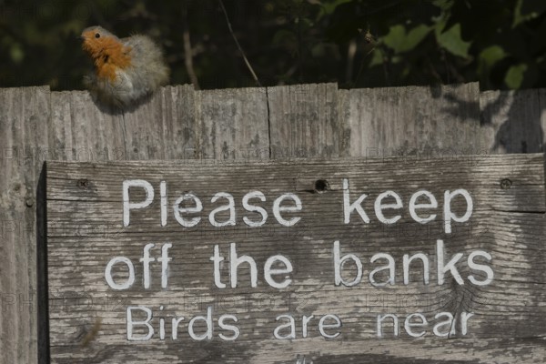 European robin (Erithacus rubecula) adult bird on a sign at a wildlife trust site, Lackford Lakes nature reserve, Suffolk, England, United Kingdom