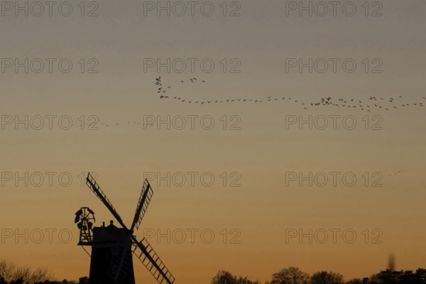 Windmill silhouette at sunset with a red sky and a skein or flock of Pink-footed geese (Anser brachyrhynchus) birds flying above, Cley-next-to-the-sea, Norfolk, England, United Kingdom