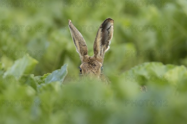 European brown hare (Lepus europaeus) adult animal in a farmland sugar beet crop, England, United Kingdom