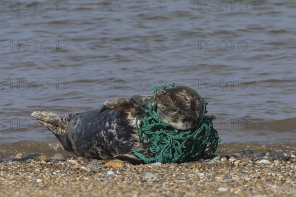 Grey seal (Halichoerus grypus) adult animal with netting wrapped around its body resting on a beach, England, United Kingdom