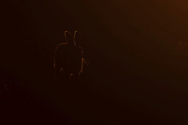 European brown hare (Lepus europaeus) adult animal rim lit from backlighting in a farmland field at sunset, England, United Kingdom