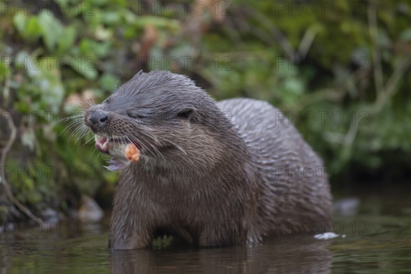 Eurasian otter (Lutra lutra) adult animal eating a fish in a river, England, United Kingdom