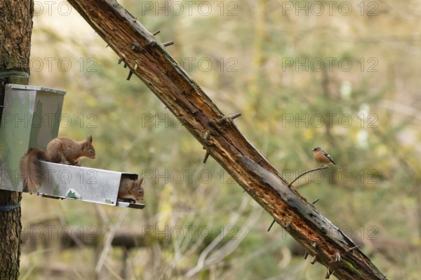 Red squirrel (Sciurus vulgaris) two adult animals on a woodland feeder with a male Chaffinch bird looking on, England, United Kingdom
