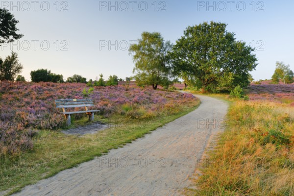 Idyllic wooden bench in the middle of the blooming Lüneburg Heath, Lower Saxony, Germany