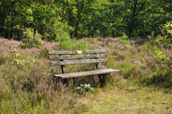Bench in the Lüneburg Heath, Lower Saxony, Germany