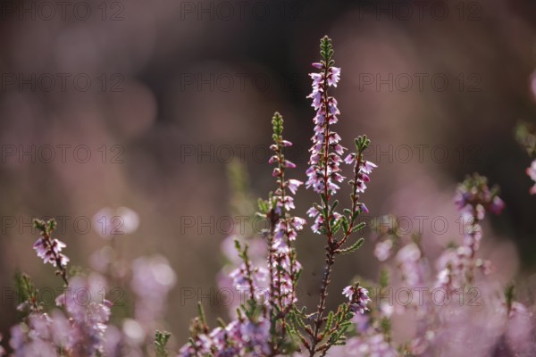 Close-up of flowering heather against the light in the Lüneburg Heath, Lower Saxony, Germany