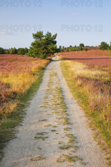 Idyllic country lane in the middle of the blooming Lüneburg Heath, Lower Saxony, Germany
