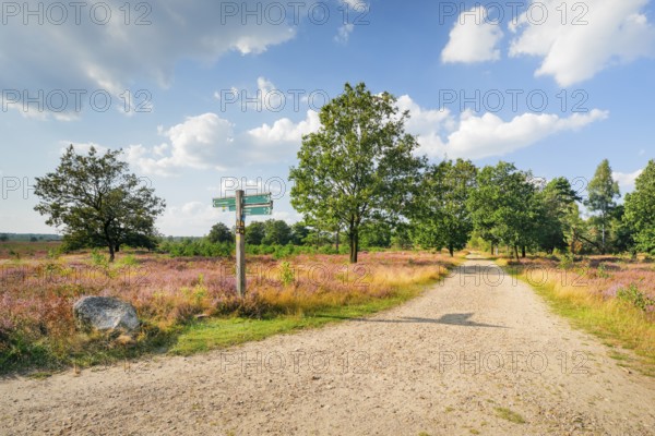 Country lane in the middle of the blooming Lüneburg Heath, Lower Saxony, Germany