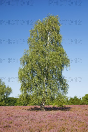 Large birch tree in the blooming Lüneburg Heath, Lower Saxony, Germany