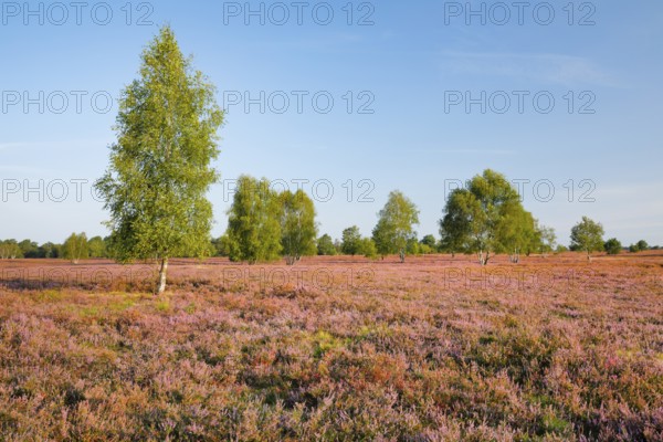 Birch trees in the blooming Lüneburg Heath, Osterheide near Schneverdingen, Lower Saxony, Germany