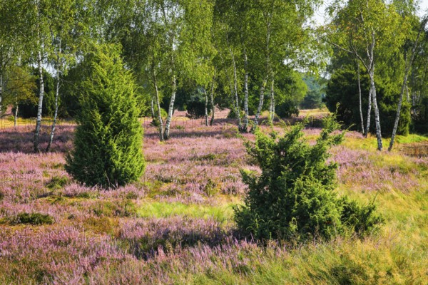 Birches and junipers in the blooming Lüneburg Heath, Lower Saxony, Germany