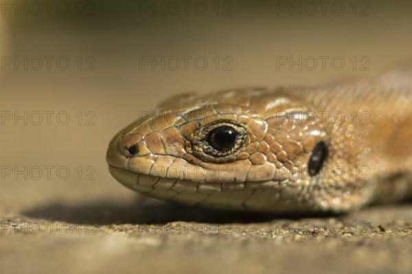 Common lizard (Zootoca vivipara) adult reptile resting on a wooden sleeper, England, United Kingdom