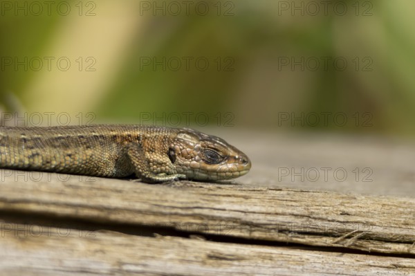 Common lizard (Zootoca vivipara) adult reptile sleeping on a wooden sleeper, England, United Kingdom