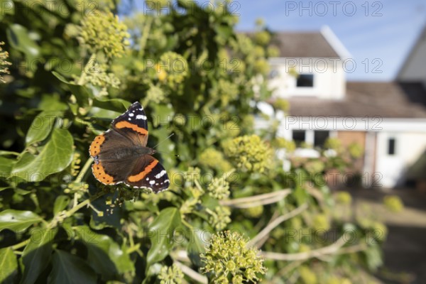Red admiral butterfly (Vanessa atalanta) adult insect feeding on Ivy (Hedera helix) flowers in summer in an urban garden with a house in the background, England, United Kingdom