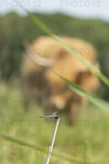 Four-spotted chaser dragonfly (Libellula quadrimaculata) adult insect resting on a reed stalk being watched by a Highland cow (Bos taurus taurus), England, United Kingdom
