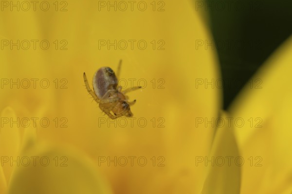 European garden spider (Araneus diadematus) adult in its spiders web on a garden yellow flower, England, United Kingdom