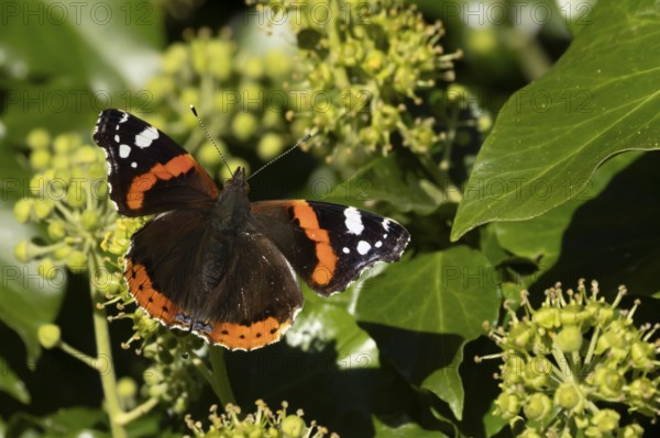 Red admiral butterfly (Vanessa atalanta) adult insect feeding on Ivy (Hedera helix) flowers in summer, England, United Kingdom