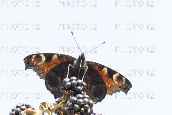 Peacock butterfly (Aglais io) adult insect feeding on blackberries fruit in summer, England, United Kingdom