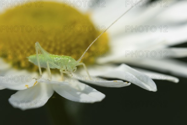 Oak bush cricket (Meconema thalassinum) juvenile baby insect on an Oxeye daisy flower, England, United Kingdom