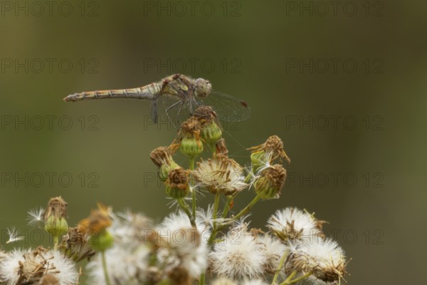 Common darter dragonfly (Sympetrum striolatum) adult insect resting on a flower seedhead in summer, England, United Kingdom