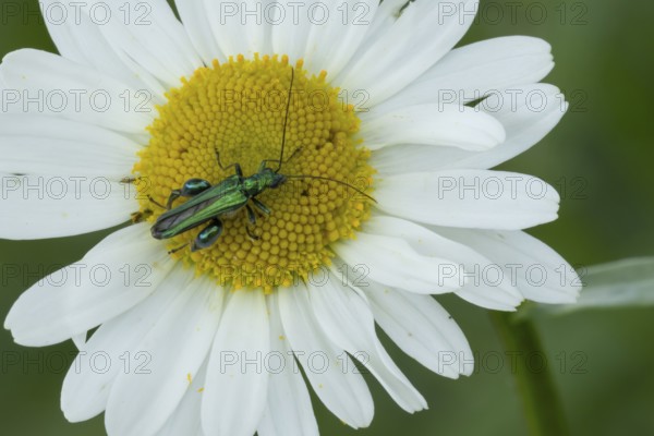 Thick-legged flower beetle (Oedemera nobilis) adult insect on an Oxeye daisy flower in summer, England, United Kingdom