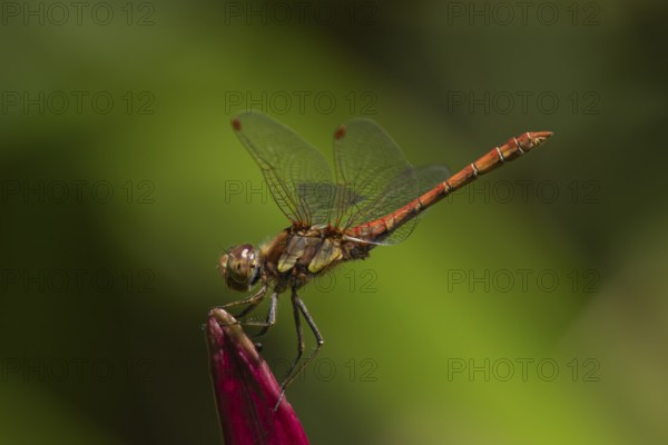 Ruddy darter dragonfly (Sympetrum sanguineum) adult insect resting on a lily flower in summer, England, United Kingdom
