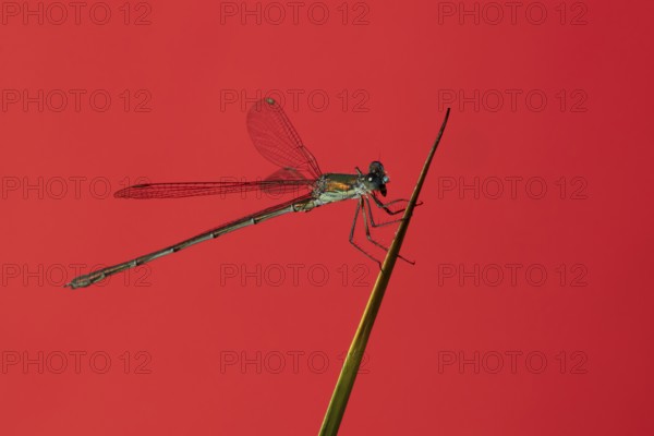 Emerald damselfly (Lestes sponsa) adult insect resting on a pond reed stem in summer, England, United Kingdom