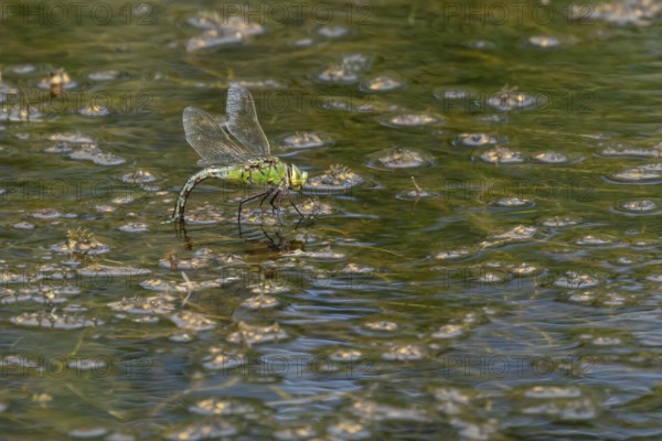 Emperor dragonfly (Anax imperator) adult female insect laying eggs in a pond in summer, England, United Kingdom