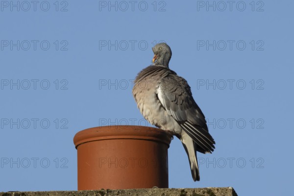 Wood pigeon (Columba palumbus) adult bird preening on an urban house chimney pot, England, United Kingdom