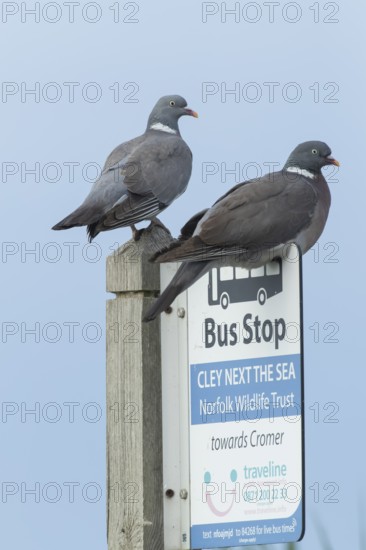 Wood pigeon (Columba palumbus) two adult birds on a bus stop sign at the Norfolk wildlife trust site of Cley marshes, Norfolk, England, United Kingdom