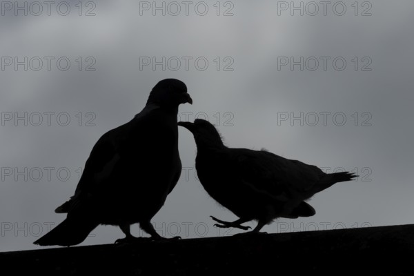 Wood pigeon (Columba palumbus) silhouette of two birds with a juvenile squab bird begging for food on an urban house rooftop with an adult parent bird, England, United Kingdom