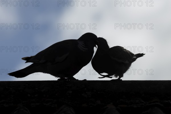 Wood pigeon (Columba palumbus) silhouette of two birds with a juvenile squab bird being fed by an adult parent bird on an urban house roof, England, United Kingdom