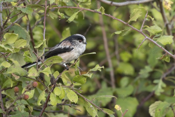 Long tailed tit (Aegithalos caudatus) adult bird in a hedgerow, England, United Kingdom
