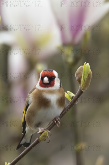European goldfinch (Carduelis carduelis) adult bird on a flowering garden Magnolia tree in spring, England, United Kingdom