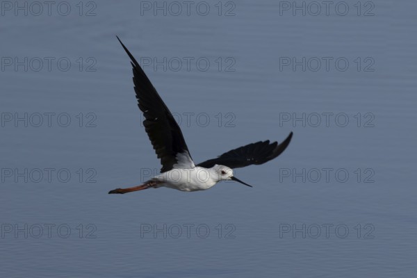 Black winged stilt (Himantopus himantopus) adult bird in flight over a lagoon, England, United Kingdom
