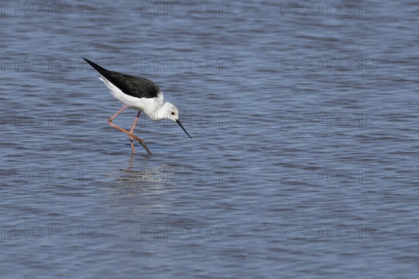 Black winged stilt (Himantopus himantopus) adult bird in a shallow lagoon, England, United Kingdom