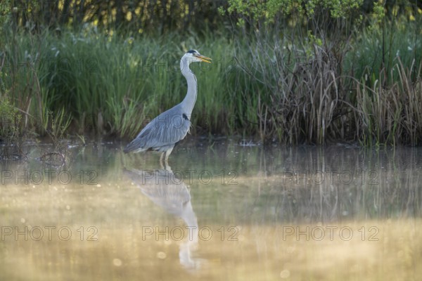 Grey heron (Ardea cinerea), Vulkaneifel, Rhineland-Palatinate, Germany