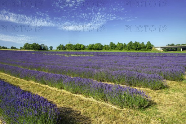 Lavender field near Grünstadt (Pfalz) ***The Gaul winery cultivates lavender and markets the resulting products under the BLAUSINN label