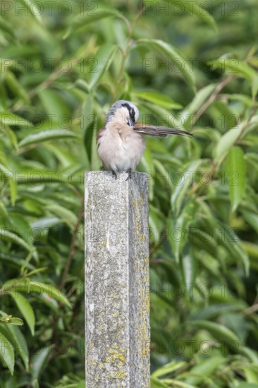 Red-backed shrike (Lanius collurio), Emsland, Lower Saxony, Germany