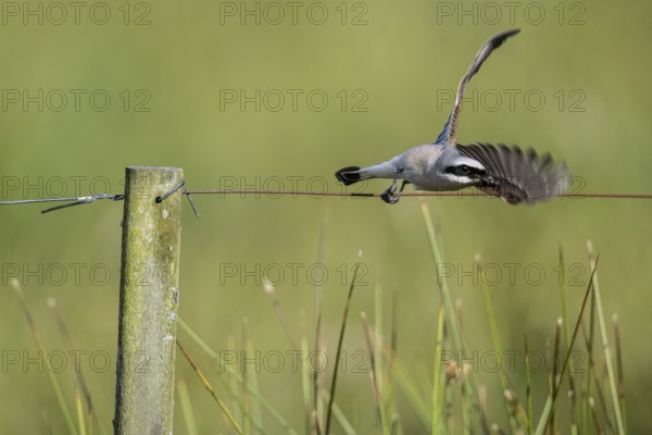 Red-backed shrike (Lanius collurio), Emsland, Lower Saxony, Germany