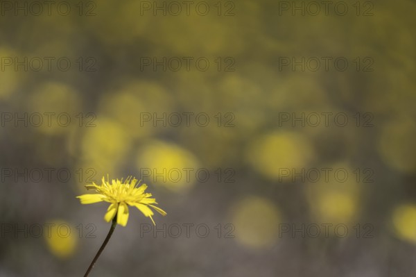 Hawkweed (Hieracium), Emsland, Lower Saxony, Germany