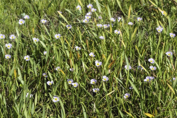 Hedgehog hose (Baldellia ranunculoides), Emsland, Lower Saxony, Germany